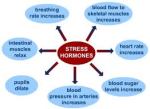 The Stress Hormon Cortisol
